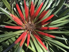 Fascicularia bicolor bicolor