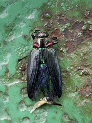 Belionota prasina