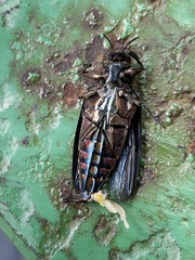 Belionota prasina