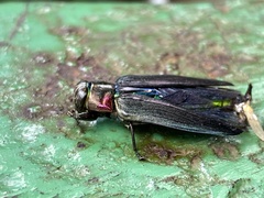 Belionota prasina