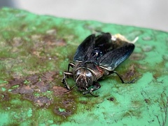 Belionota prasina