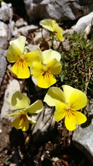 Viola calcarata