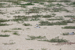 Atherinops affinis