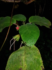 Solenophora calycosa