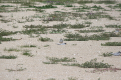 Atherinops affinis