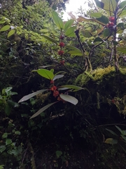 Glossoloma ichthyoderma