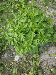 Artemisia vulgaris