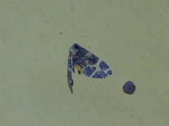 Pantherodes pardalaria