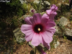 Alcea setosa