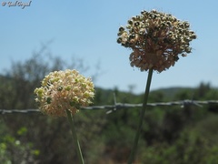 Allium carmeli