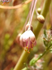 Allium daninianum