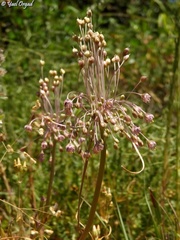 Allium daninianum