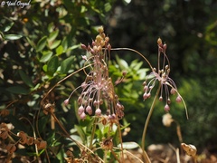 Allium daninianum