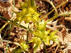 Bupleurum nodiflorum