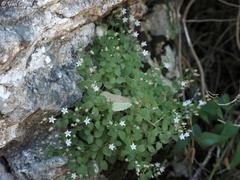 Campanula damascena
