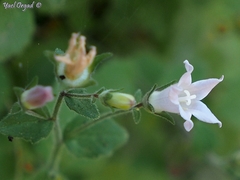 Campanula damascena
