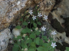 Campanula damascena