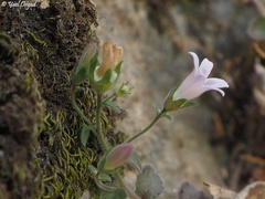 Campanula damascena