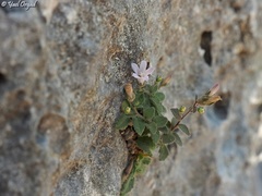 Campanula damascena