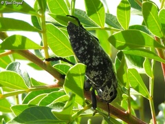 Capnodis cariosa