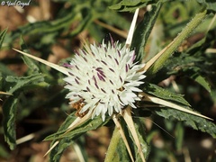Centaurea iberica