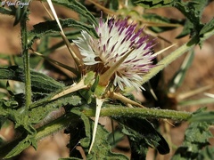 Centaurea iberica