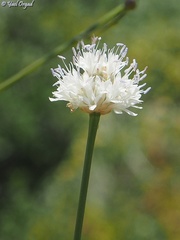 Cephalaria joppensis