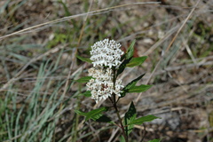 Asclepias texana