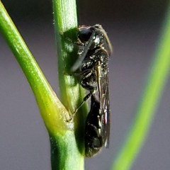 Apoidea