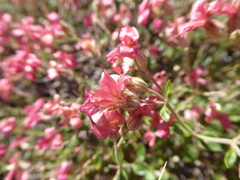 Viviania marifolia