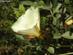 Convolvulus scammonia