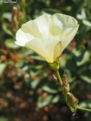Convolvulus scammonia