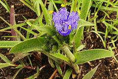 Cyanotis speciosa