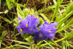 Cyanotis speciosa
