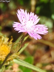 Dianthus tripunctatus