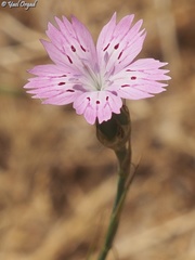 Dianthus tripunctatus