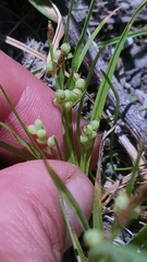 Carex aurea
