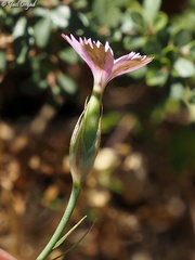 Dianthus tripunctatus