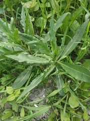 Cirsium arvense