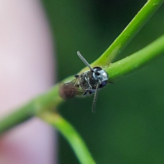 Apoidea