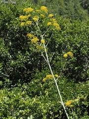 Ferula tingitana