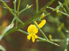 Genista fasselata
