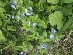 Veronica chamaedrys