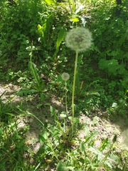Taraxacum officinale