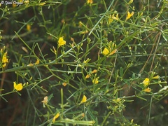 Genista fasselata