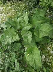 Arctium