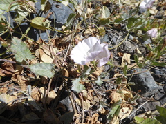 Convolvulus bonariensis
