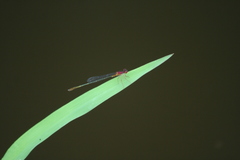 Enallagma dubium