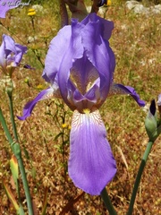 Iris mesopotamica