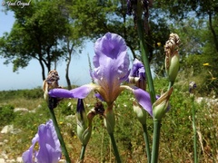 Iris mesopotamica